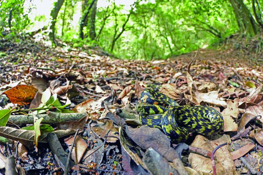 The Formosan Tiger Keelback (Rhabdophis tigrinus
formosanus) is positioned along the golden ratio line, with
space left above to incorporate a sense of its surrounding
environment.
